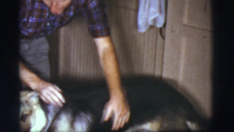 A man reaches down to stroke the German Shepherd’s back inside a private Cottonwood, Arizona home interior, captured on 8mm film in 1968.