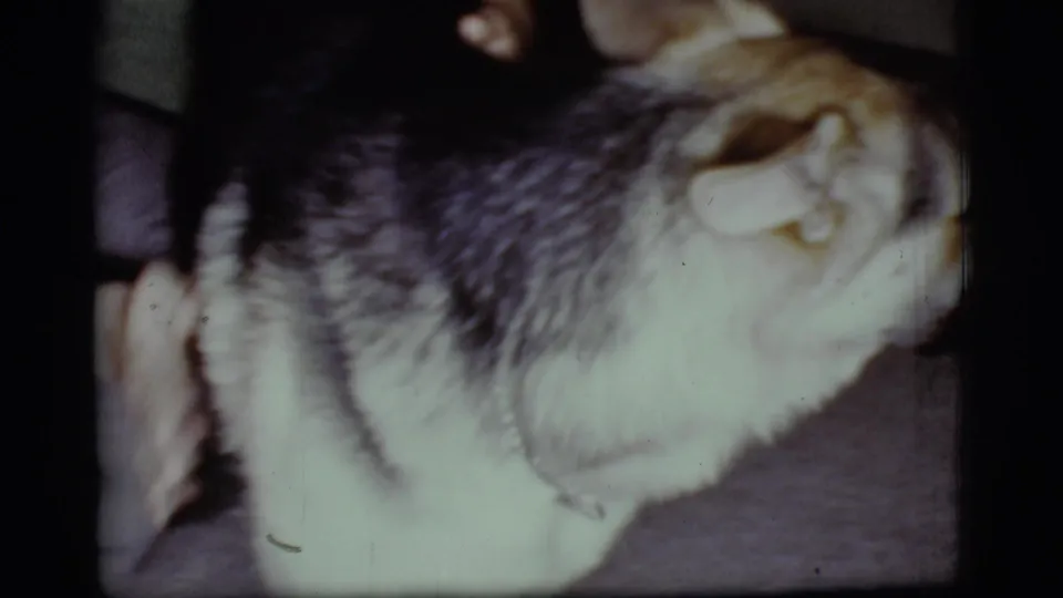 A close handheld view shows the German Shepherd's black-and-tan coat as it moves beside indoor seating in the 1968 home scene.
