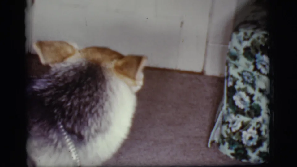 The German Shepherd is filmed from behind near a patterned chair or cushion and pale interior wall in the Cottonwood home.