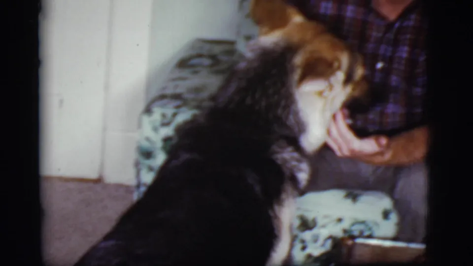 An older man in a plaid shirt holds the German Shepherd's head in a close home-movie view inside the private residence.