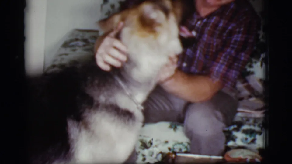 The man wraps an arm around the German Shepherd as it stands beside the floral sofa in 1968 Arizona home footage.