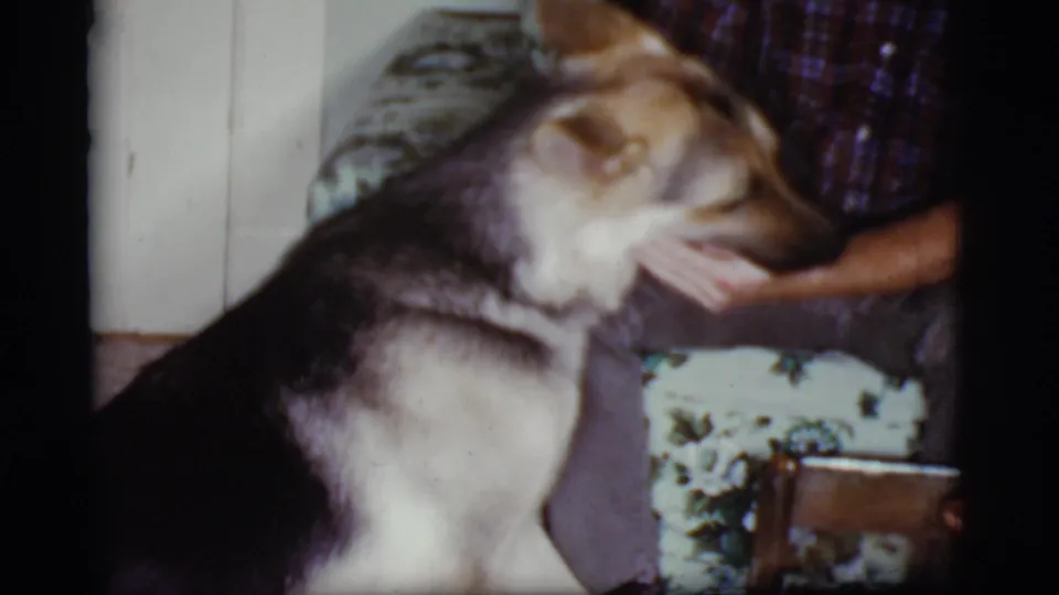 A German Shepherd turns near the seated man on the floral sofa in a private Cottonwood, Arizona living-room scene.