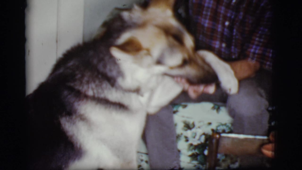 German Shepherd nuzzling a seated man in a plaid shirt near a doorway.