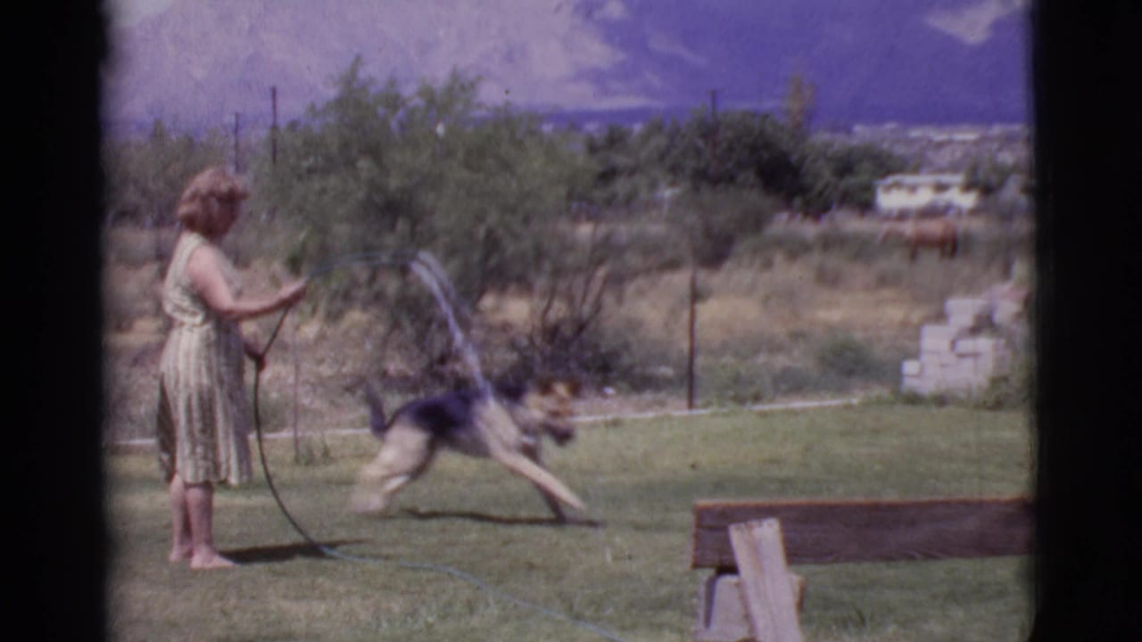 Woman in a light dress sprays a hose as a dog leaps through the water in a grassy yard.