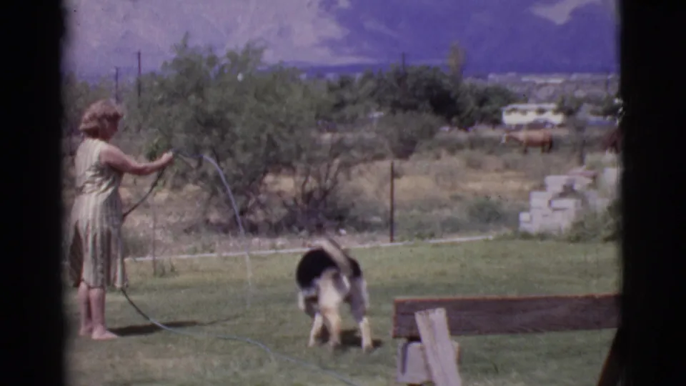 In a 1968 Cottonwood, Arizona yard, a woman directs a hose as the dog lowers its head near the stream of water.