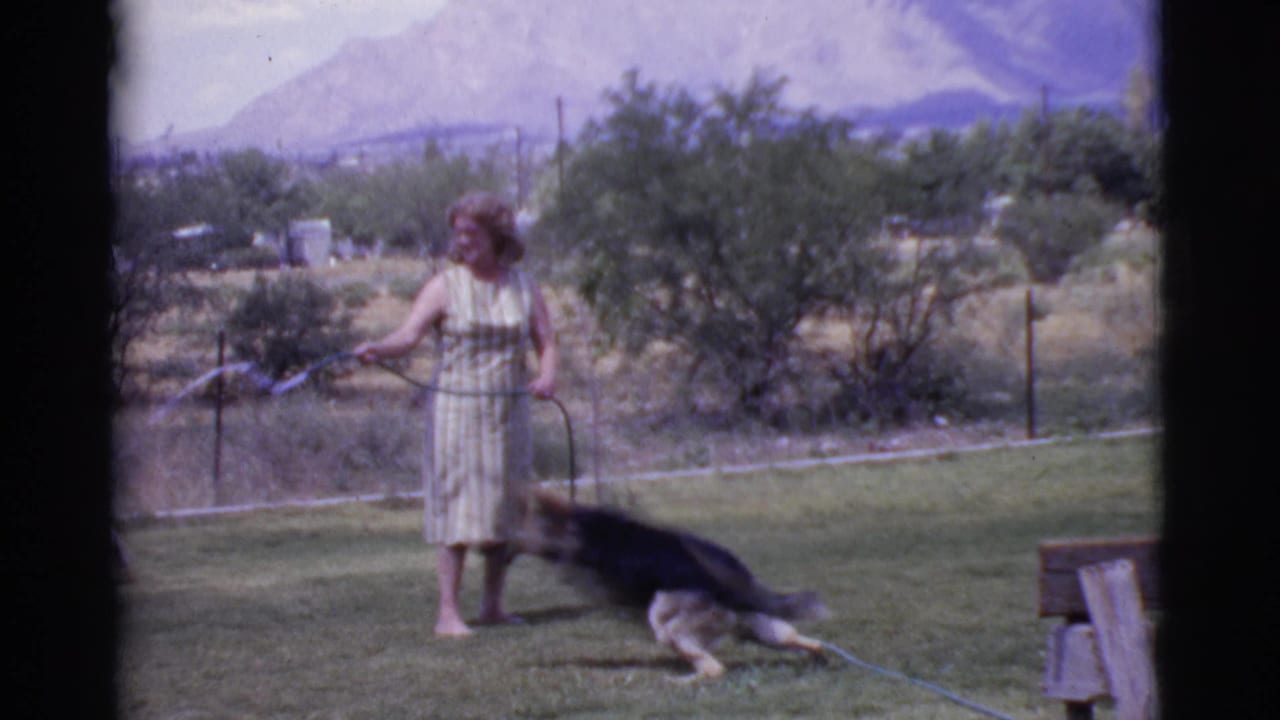 Woman in striped dress holds a hose as a German Shepherd runs across a sunny lawn.
