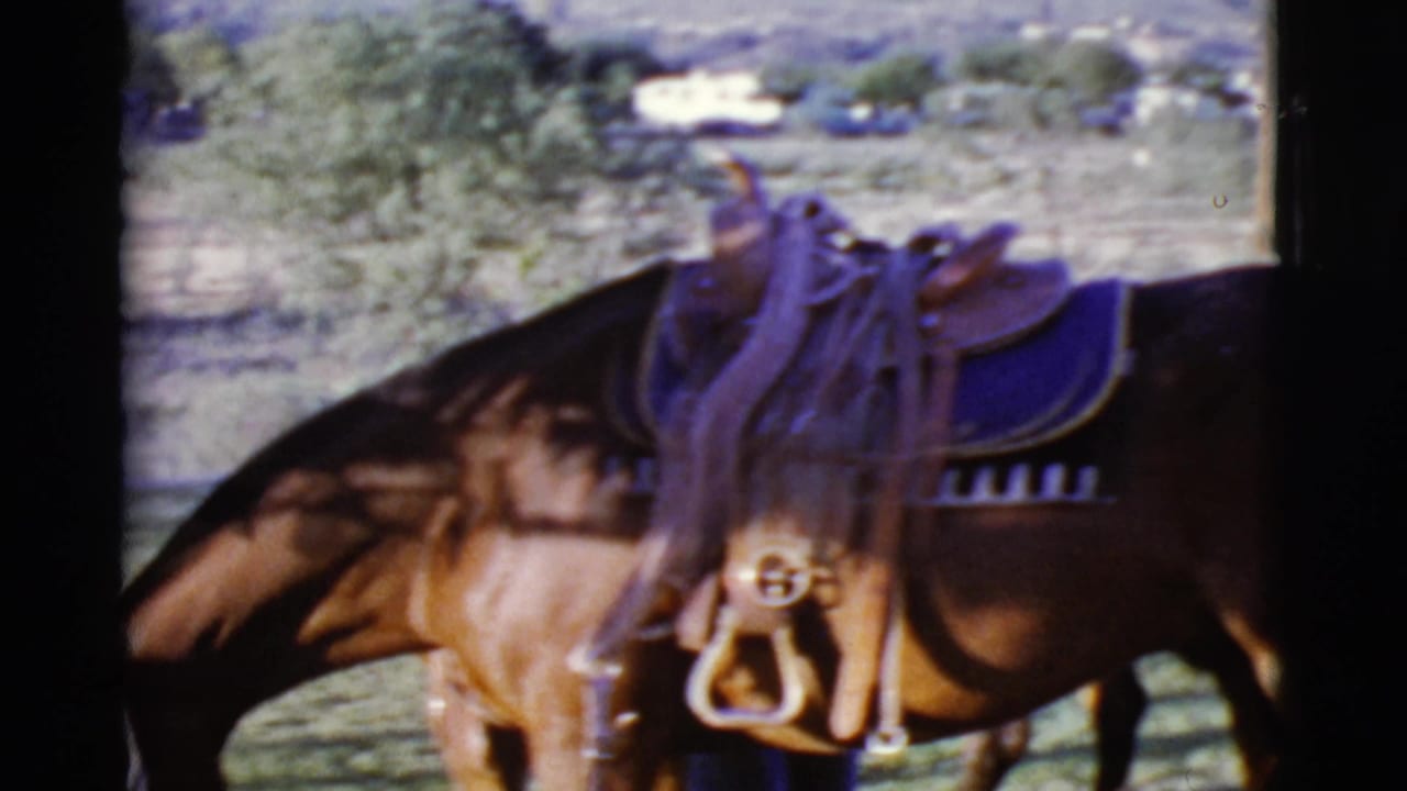 Brown saddled horse standing on a grassy lawn near a fence and trees.