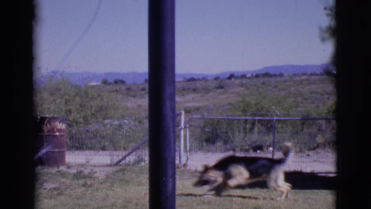 German Shepherd runs across a grassy yard near a sprinkler and wire fence.