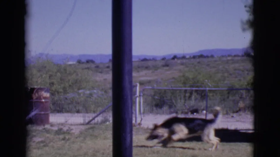 In 1968 Cottonwood, Arizona footage, a German Shepherd runs through a sunlit yard framed by dark window posts.