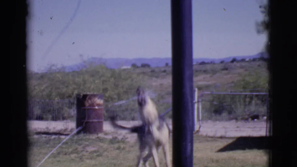 A German Shepherd jumps at water from a sprinkler in a Cottonwood, Arizona yard, with fencing and arid hills behind.