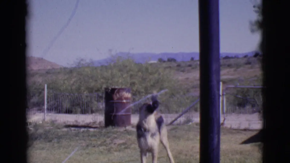 The dog stands facing the camera in a 1968 Arizona backyard scene as sprinkler water crosses the frame.
