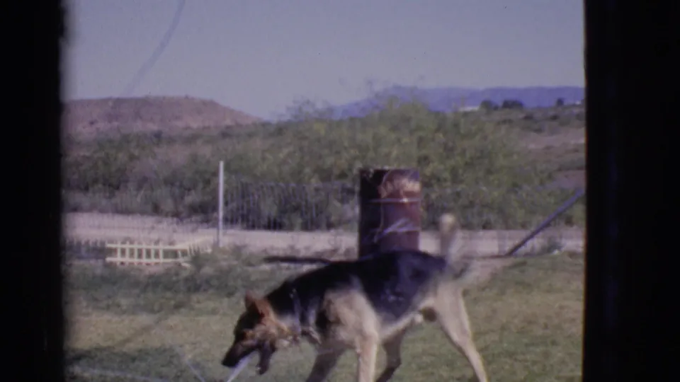 A German Shepherd lowers its head near a sprinkler in a fenced Cottonwood, Arizona yard with dry hills in the distance.
