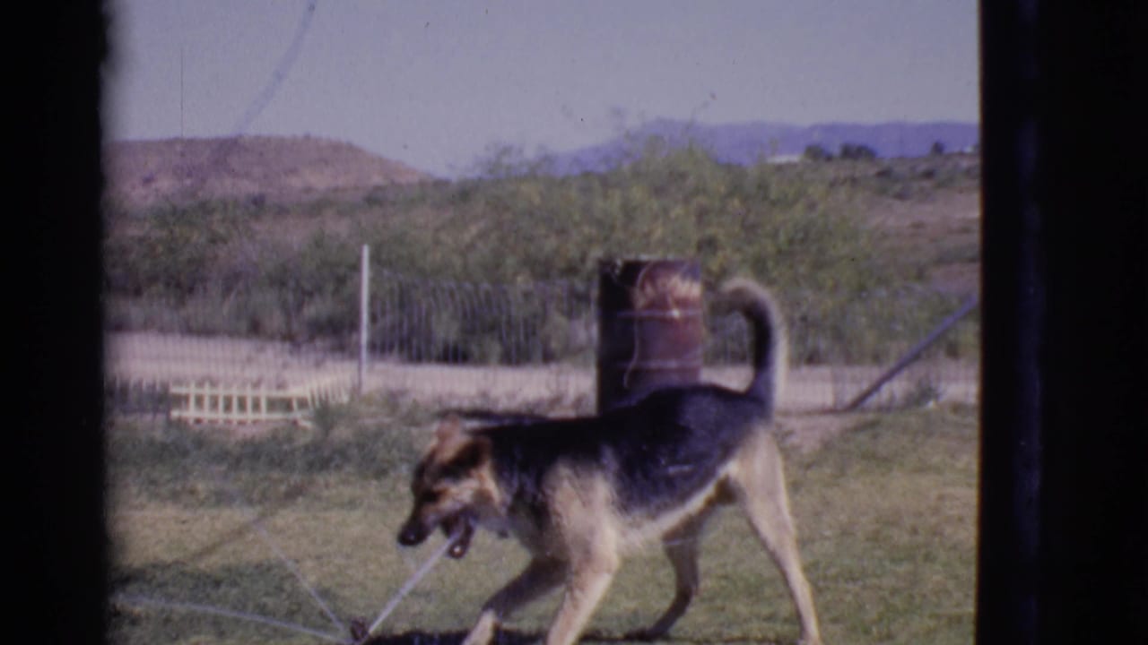 German Shepherd-type dog walking through sprinkler spray on a grassy yard.