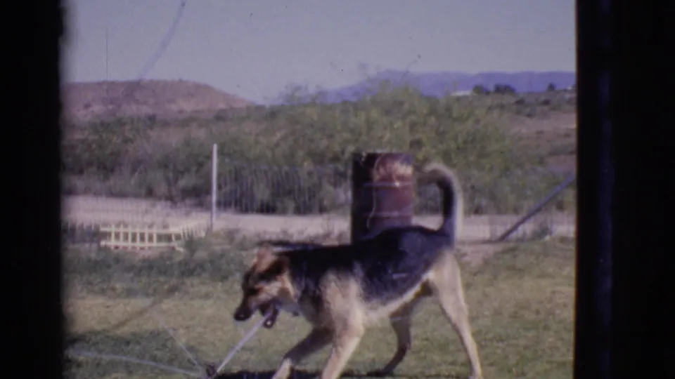 In Cottonwood, Arizona, 1968, a German Shepherd-type dog moves across a sunny lawn while sprinkler water sprays nearby.