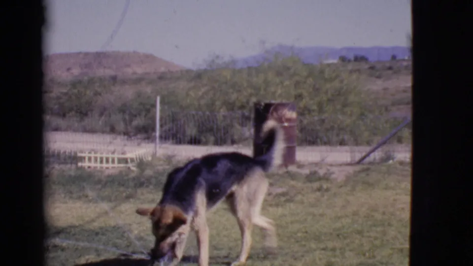 The dog bends toward the sprinkler in the 1968 Cottonwood yard, with a rusted barrel, wire fence, shrubs, and hills behind it.