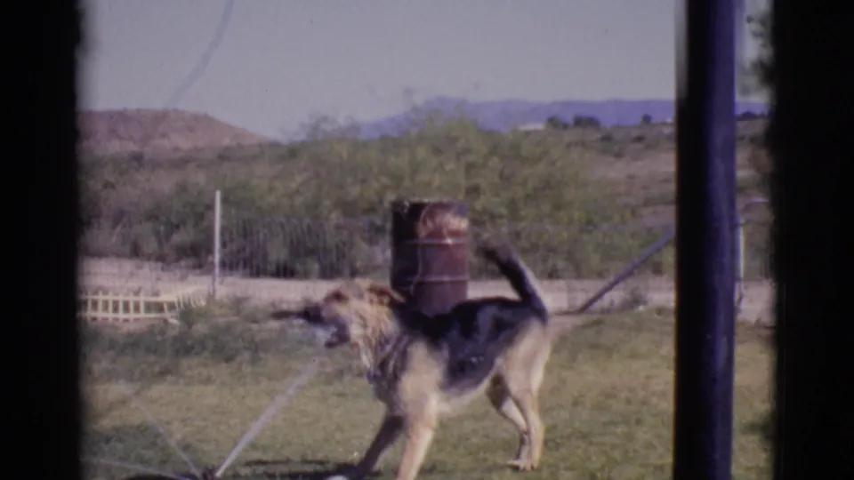 A German Shepherd-type dog stands in the Cottonwood, Arizona yard with its mouth open as sprinkler spray crosses the grass.