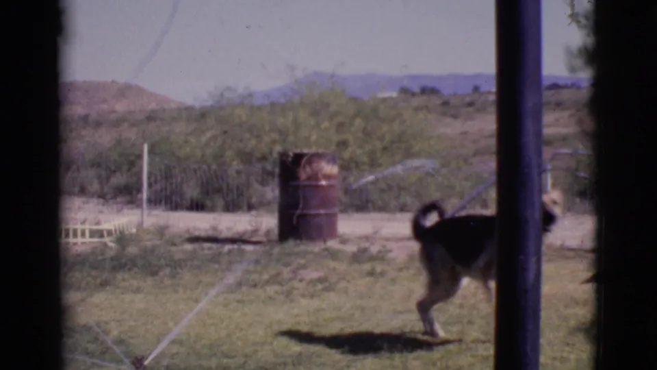 The dog exits toward the right edge while the sprinkler continues to spray across the 1968 Cottonwood backyard lawn.