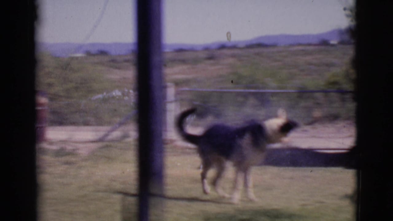 German Shepherd running across a sunny lawn behind dark window frame edges.