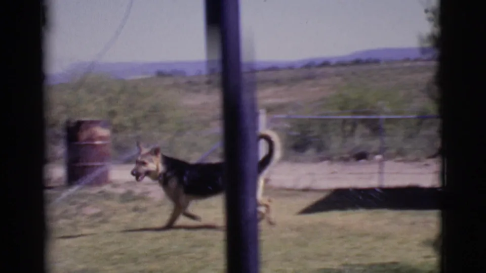 The German Shepherd moves through a Cottonwood yard near sprinkler spray, with a rusted barrel and dry hills visible behind it.