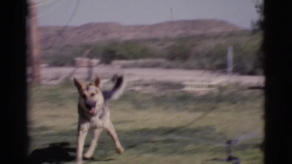 A German Shepherd faces toward the camera in the 1968 Cottonwood yard, with sprinkler hardware, grass, and low desert hills behind.