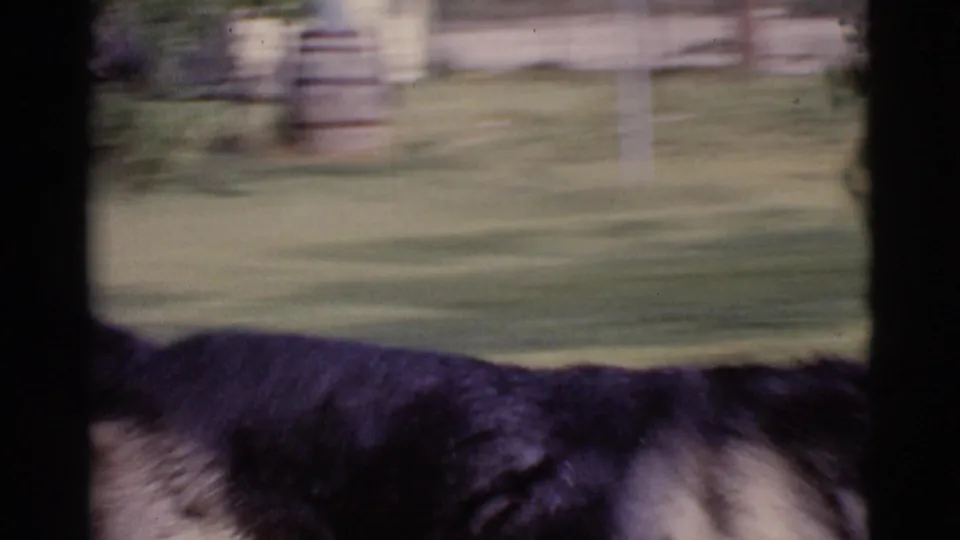 A close partial view of the German Shepherd crosses the lower frame, with the Cottonwood yard, sprinkler area, and rusted barrel blurred behind.
