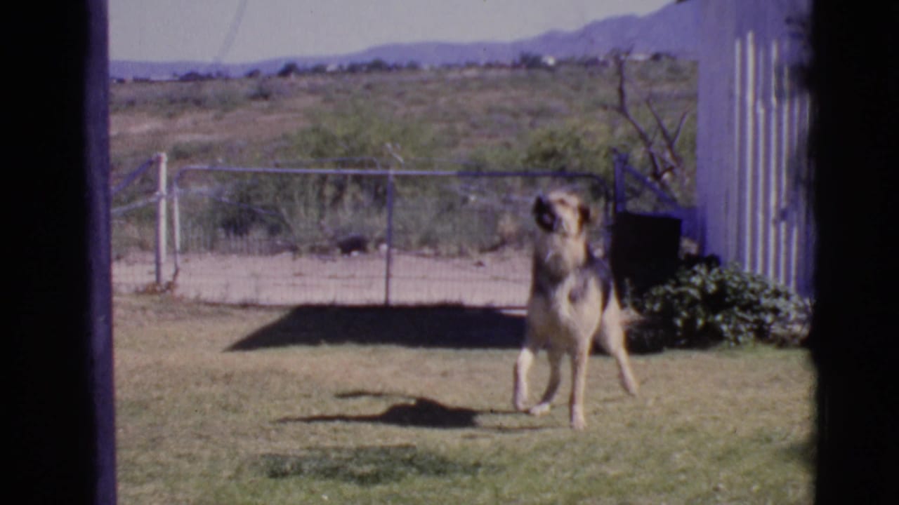 German Shepherd standing on a lawn near a shed and wire fence.
