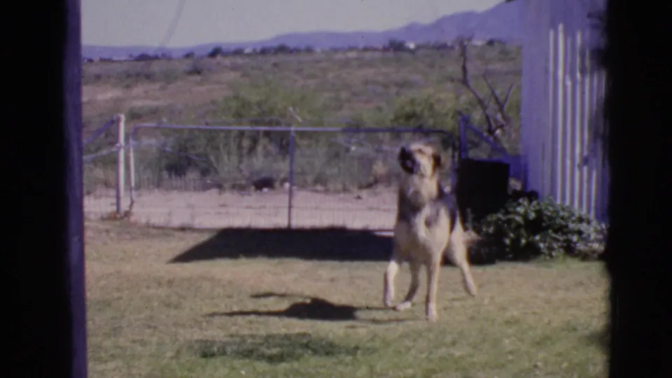 German Shepherd in a Cottonwood, Arizona backyard, standing alert on grass near a shed, fence, desert scrub, and distant hills.