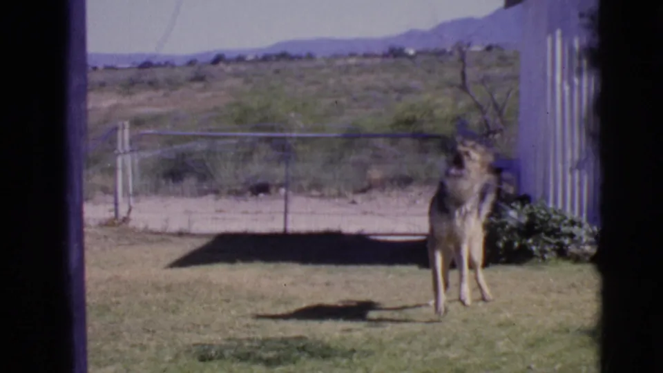 German Shepherd facing the camera in a 1968 Cottonwood backyard, with a wire fence, shed edge, shrubs, and arid landscape behind it.