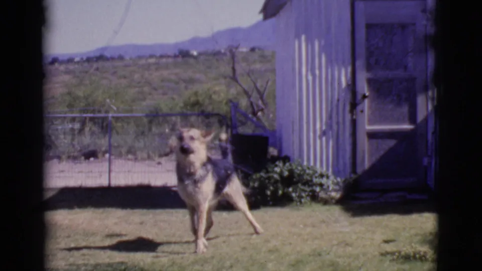 German Shepherd appears to bark or move energetically in the Cottonwood backyard, framed by the shed, open door, fence, and desert horizon.
