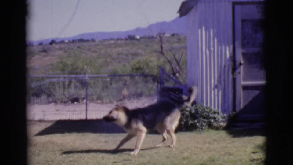 German Shepherd walking across a sunny Cottonwood backyard near a weathered shed, with wire fencing, shrubs, and desert terrain in the background.