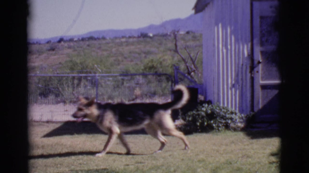A black-and-tan German Shepherd moves across a grassy backyard in Cottonwood, Arizona, in footage identified as 1968 8mm home movie material.