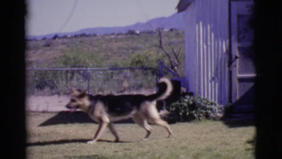 A black-and-tan German Shepherd moves across a grassy backyard in Cottonwood, Arizona, in footage identified as 1968 8mm home movie material.