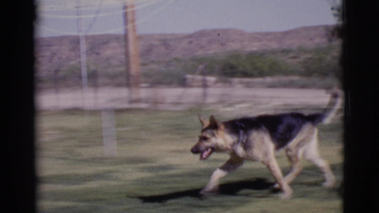 German Shepherd running across grass with open dry land and hills in the background.