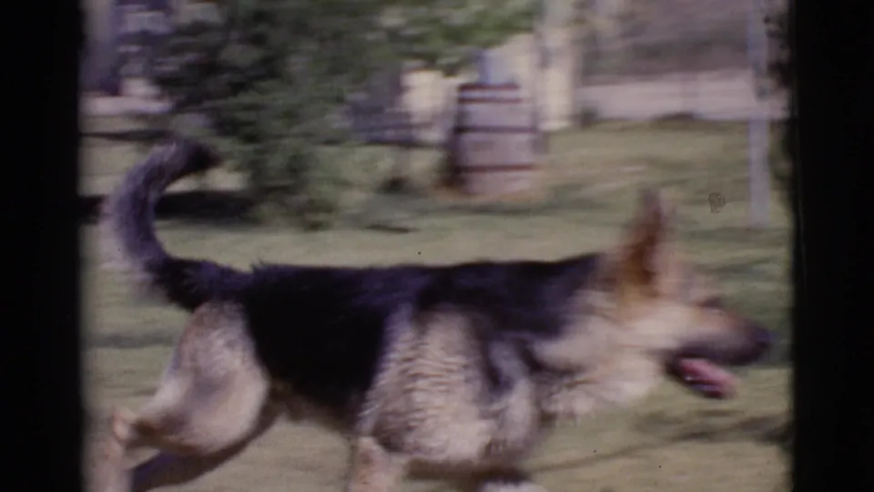 A close, motion-blurred view captures the German Shepherd passing near the handheld camera during the short 8mm backyard sequence.