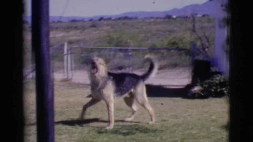 The German Shepherd pauses or slows in the grassy yard near a chain-link fence, with distant mountains visible in the 1968 Cottonwood, Arizona home-movie frame.