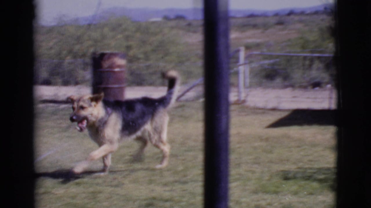German Shepherd running across a grassy yard behind dark window framing.