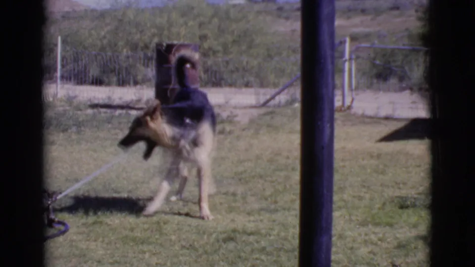 The German Shepherd pauses in the Cottonwood backyard, with a rope or leash nearby and dry vegetation beyond the fence.