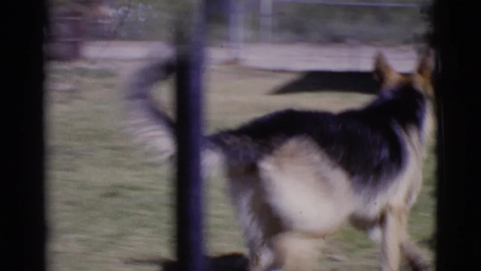 A soft, close 8mm frame catches the German Shepherd passing near the window, with motion blur and yard details behind it.
