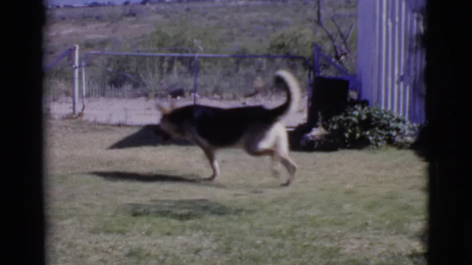 The German Shepherd trots across the Cottonwood backyard lawn, with chain-link fence, building edge, plants, and dry landscape visible.