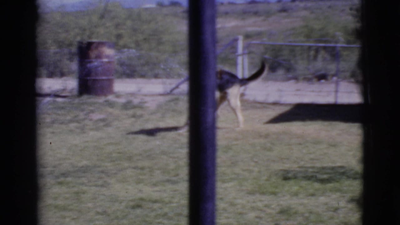 German Shepherd running across a grassy yard seen through dark window-frame edges.