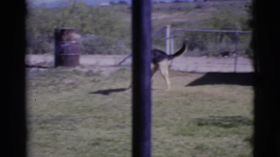 German Shepherd moves across a Cottonwood, Arizona yard in 1968 8mm footage, with fence, barrel, and desert vegetation behind it.