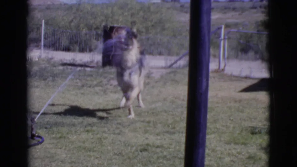 German Shepherd pauses near a lawn sprinkler in the Cottonwood, Arizona yard, with hose, fence, barrel, and vegetation visible.
