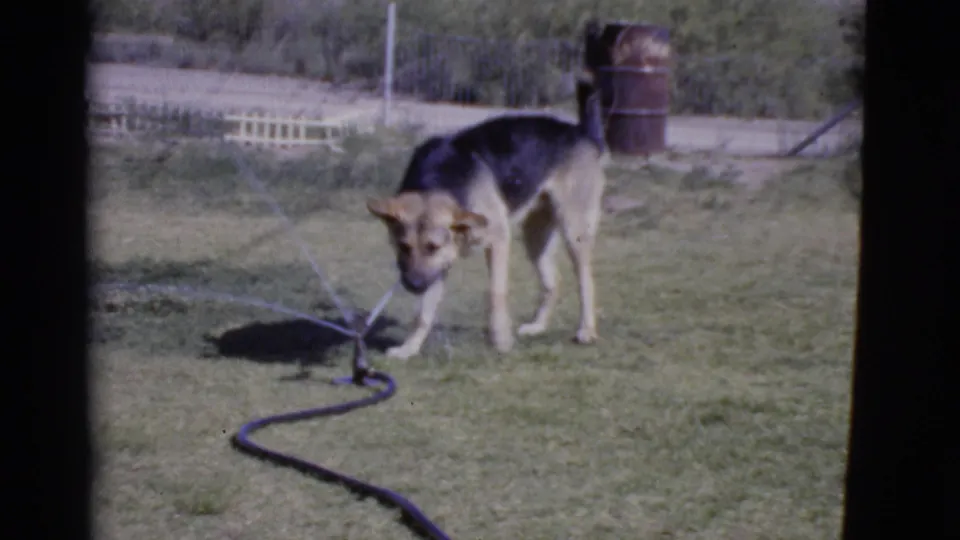 German Shepherd appears to drink or sniff near the sprinkler spray in a 1968 Cottonwood, Arizona backyard scene.