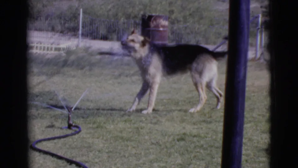German Shepherd stands side-on near a running sprinkler in the Cottonwood, Arizona yard, with hose, fence, and barrel in the background.