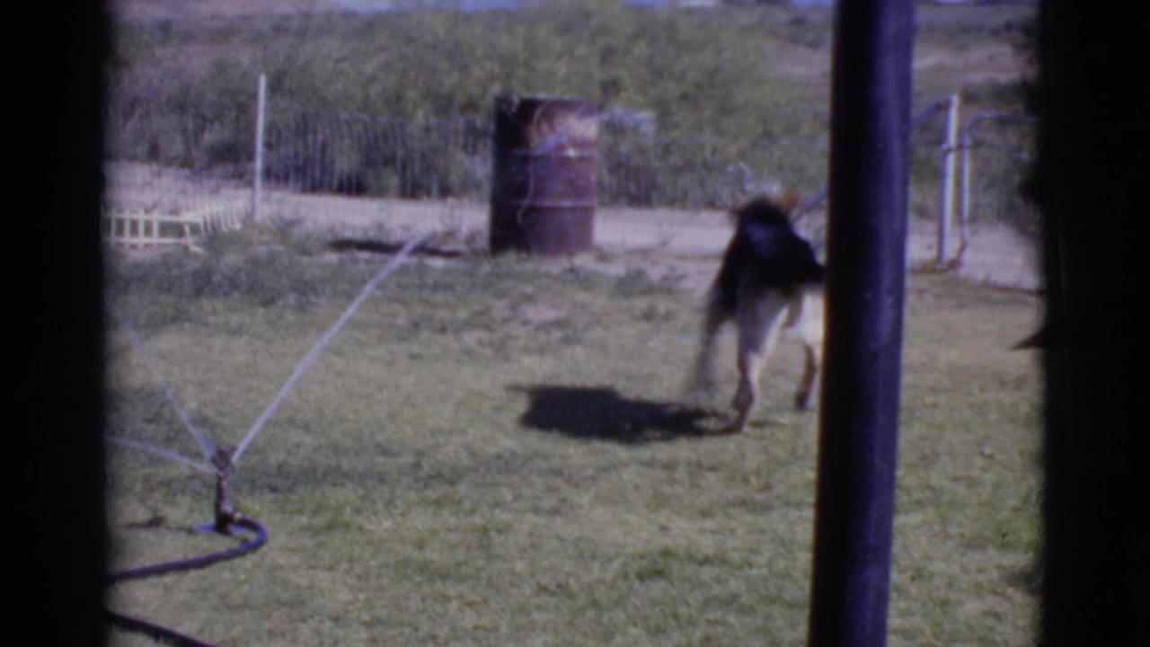 German Shepherd running across a grassy yard near a lawn sprinkler and fence.
