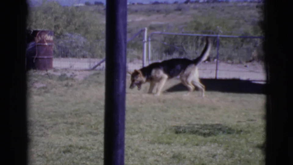 German Shepherd walks across the 1968 Cottonwood yard near water spray, framed by dark vertical edges with fencing and brush beyond.