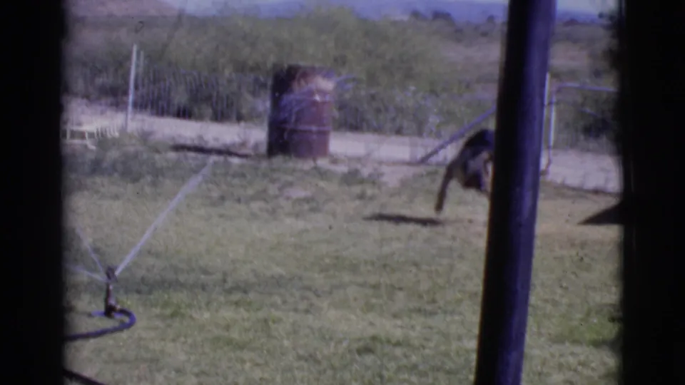 The German Shepherd is partly cut off at the edge of the 1968 Cottonwood yard scene, with sprinkler hardware, grass, fencing, and barrel visible.