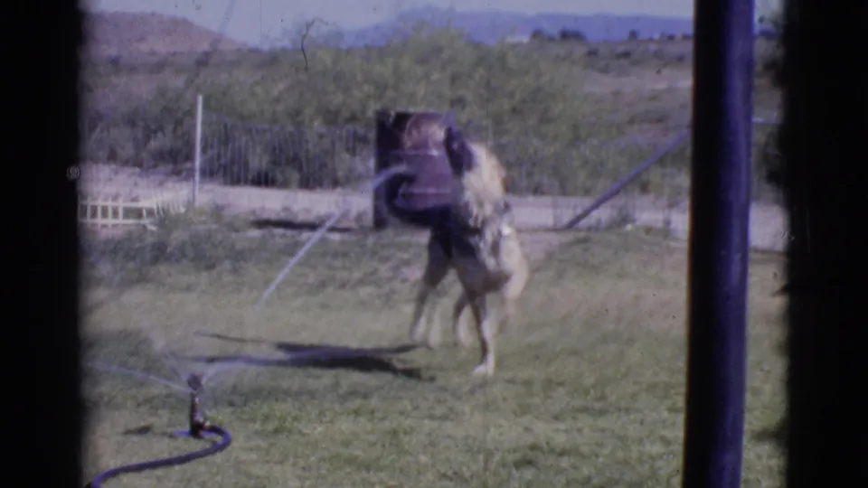 German Shepherd jumps toward the lawn sprinkler spray in the Cottonwood, Arizona home-movie frame, with fence, brush, and barrel behind.