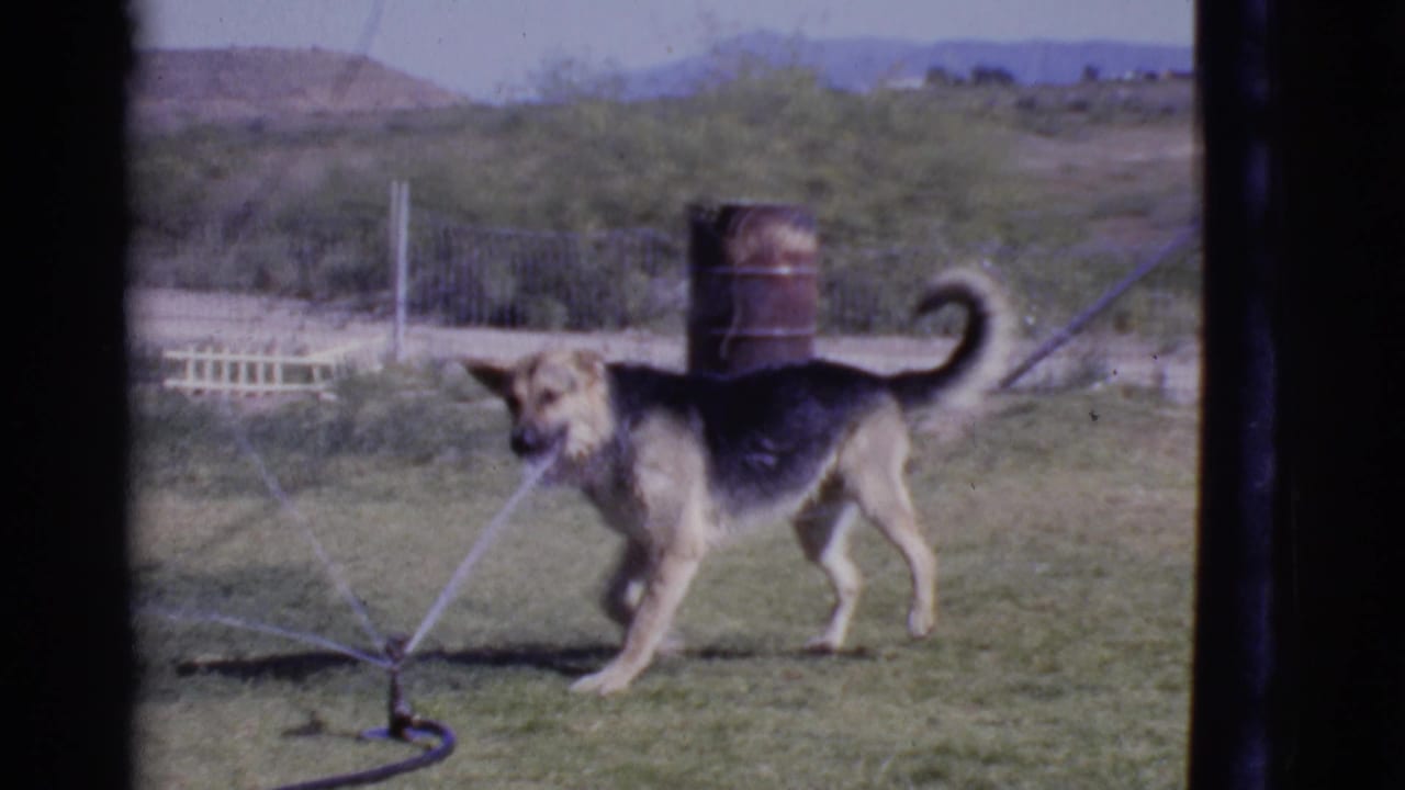 German Shepherd standing beside a lawn sprinkler in a grassy yard.