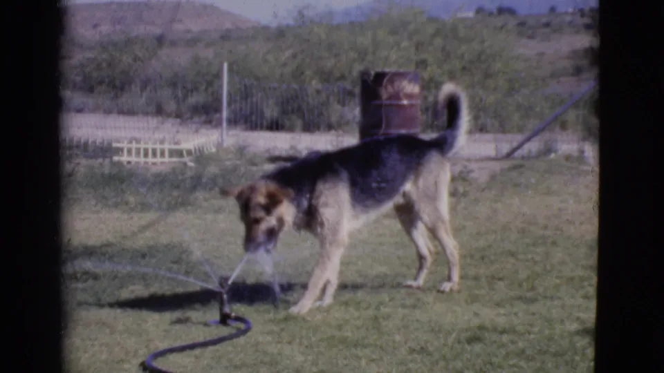 German Shepherd drinks from a lawn sprinkler in a bright Arizona yard, with fencing and low hills behind it.